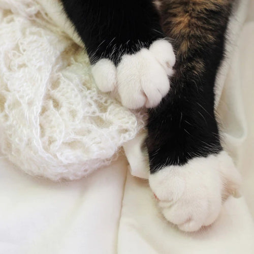 Kneading 101: Why Your Cat Kneads